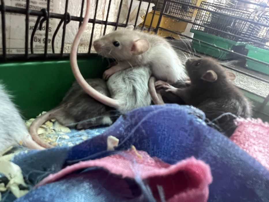 Крысята ДАМБО (от 1 месяца) пепельные