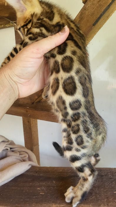 Бенгалы от клубных родителей.