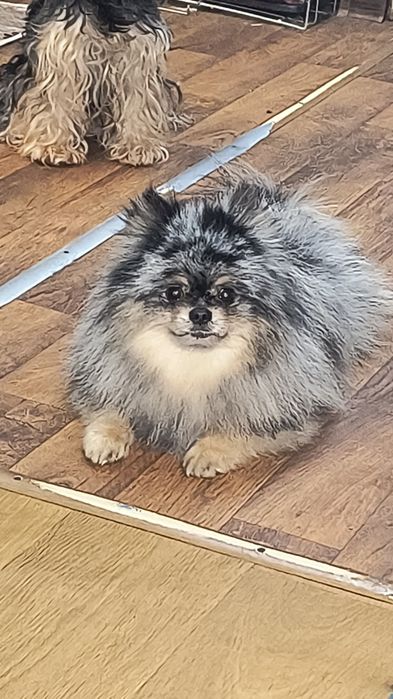 Вязка померанского шпица