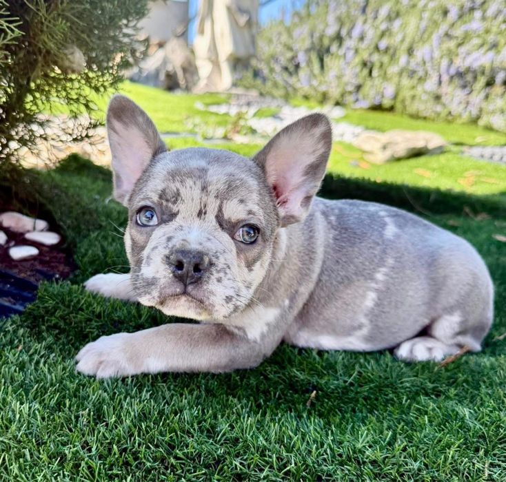 Bulldog francês blus merle olhos azuis