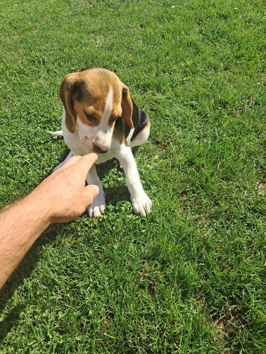 Uroczy Beagle - idealny towarzysz