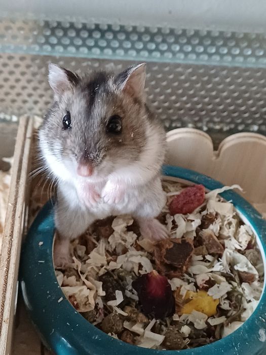 Klatka terrarium dla chomika