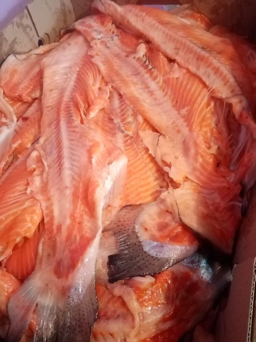 Хребты форели свежие