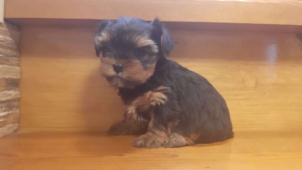 Девочка Йорочка!