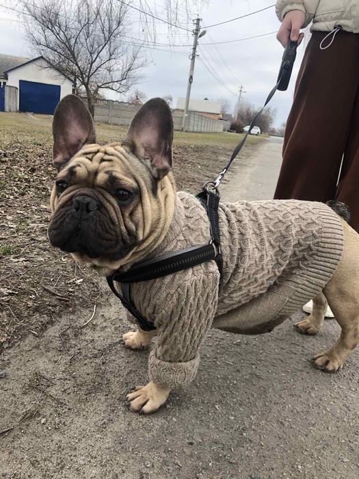Вязка французького бульдога