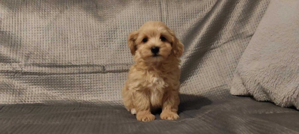 Piękny piesek Maltipoo