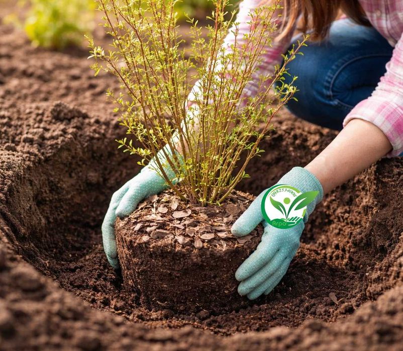 Купити лохину ранню — саджанці кущі розсада, перша ягода літа борувка