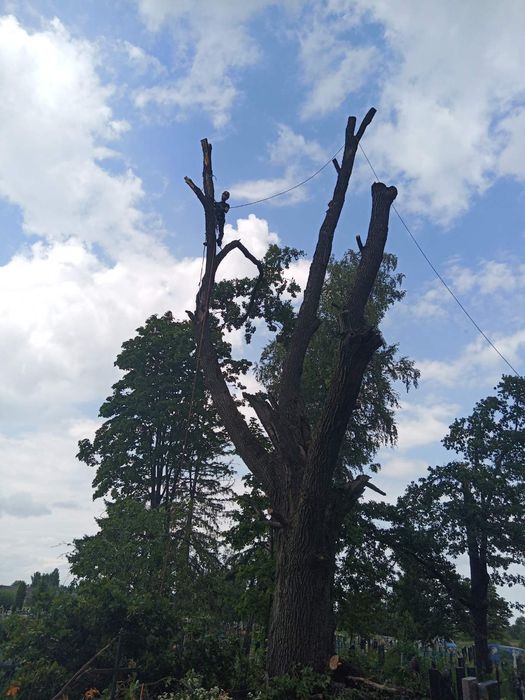 Зрізати дерево, кронування, санітарна обрізка дерева