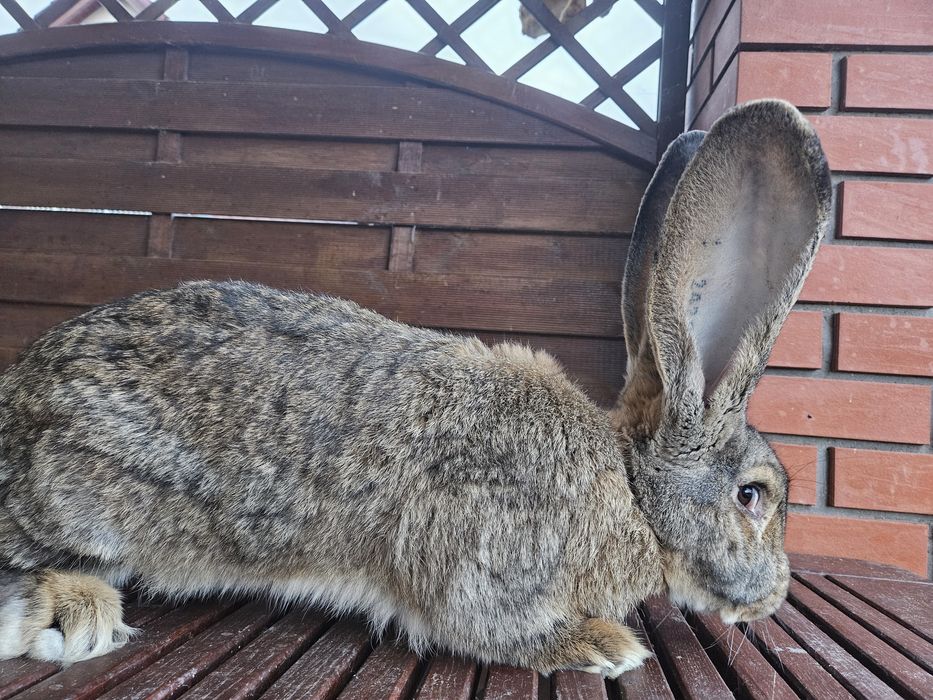 Królik olbrzym belgijski, BOS szary
