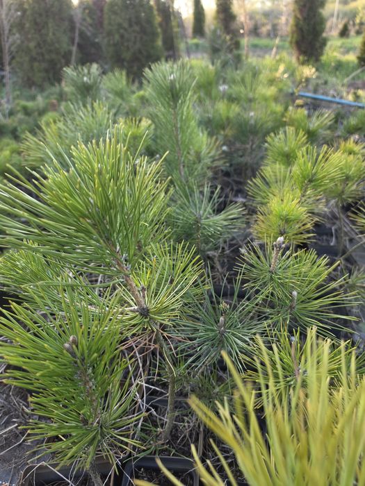 Sosna thunbergii pinus