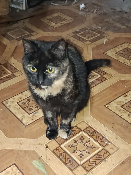 Красуня стерилізована киця