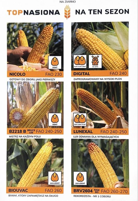 BRUCE LEE - Miatrz na każdym polu