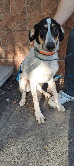 Добра собачка шукає сімю.