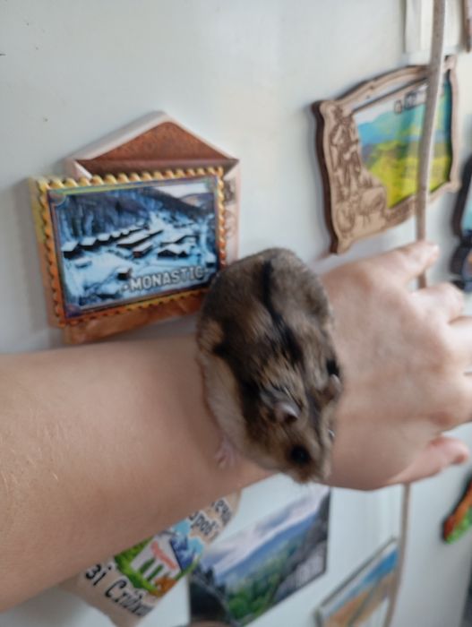 Джунгарські хом'ячки