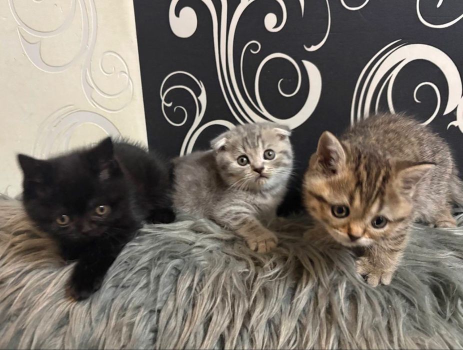 Шотландські котики