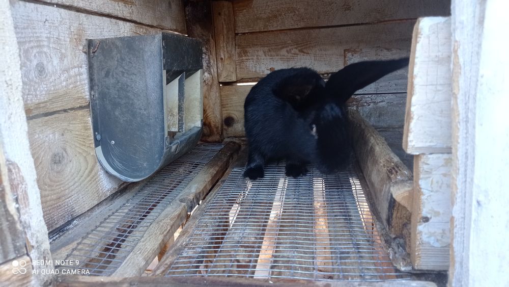 Кролики кітні самки