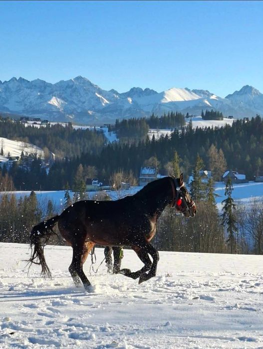 Koń Emir do sprzedania