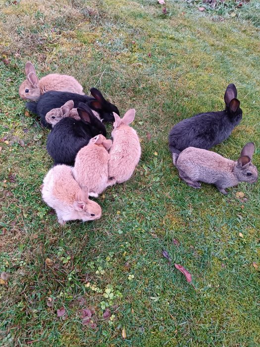 Кролики різних порід