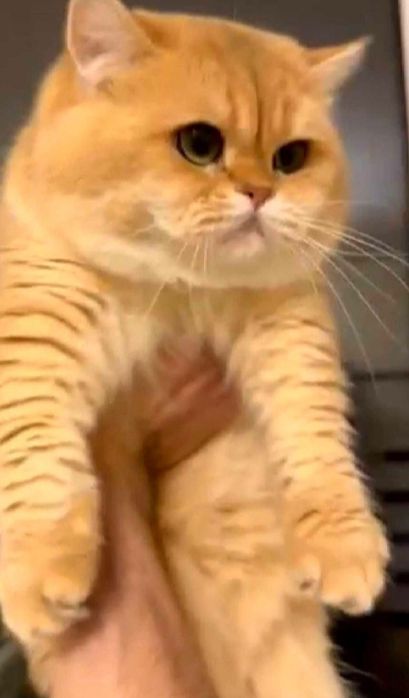 Біленькі сріблясті шиншилки хлопчики