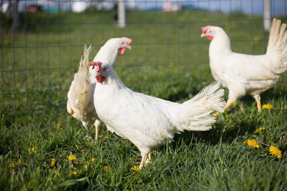 Kury kokoszki nioski Tetra biała jak leghorn odchowana