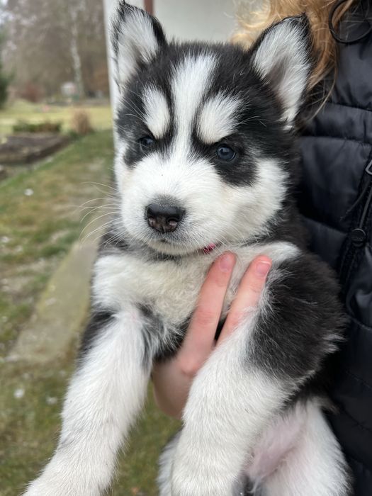 Szczeniaki Husky