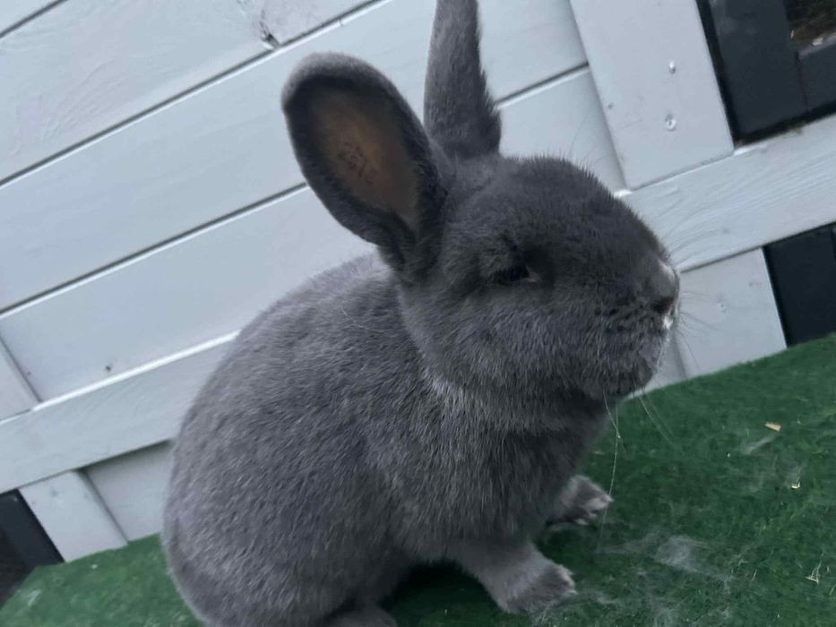 Królik Wiedeński Niebieski z rodowodem