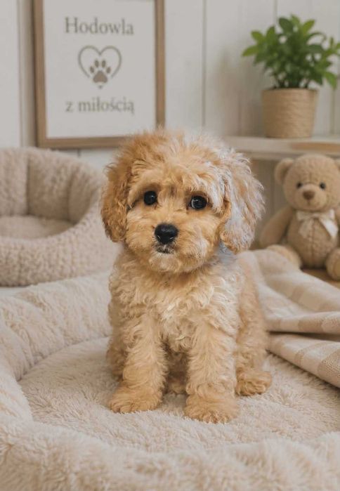 Cavapoo piękności do odbioru