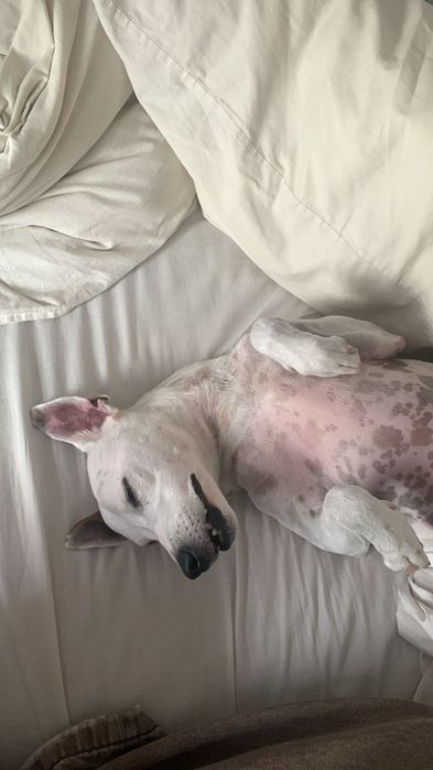 Cão macho para adoção!