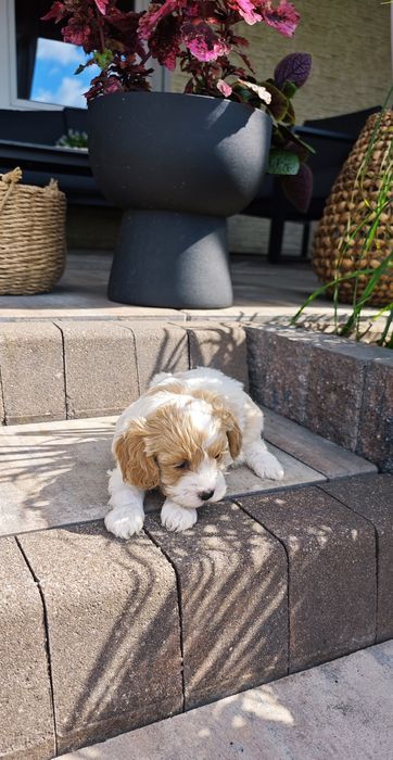 **Cavapoo**cudowny piesek !