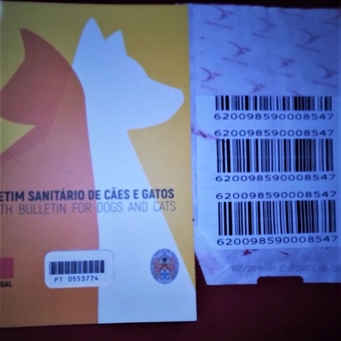Gatinho maravilhoso para companhia