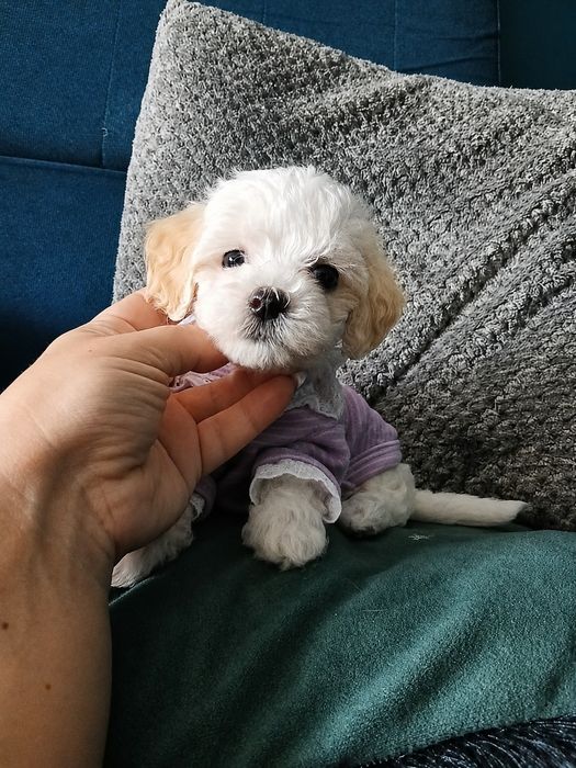 Wybitnie piękny mslutki piesek maltipoo