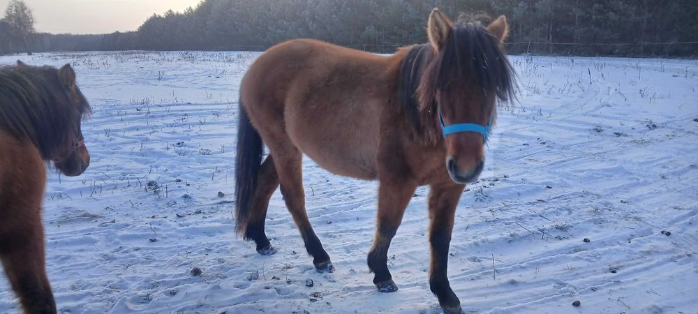 Sprzedam konie hucuły