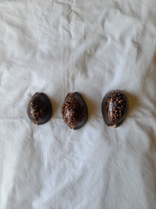 conchas cypraea mauritiana