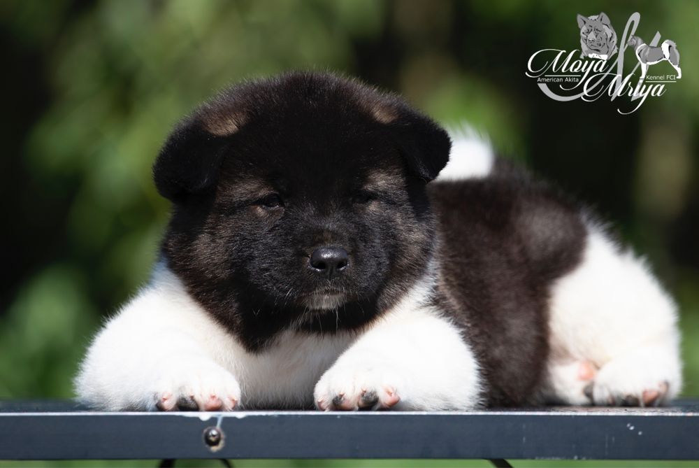Американська акіта / американская акита / american akita