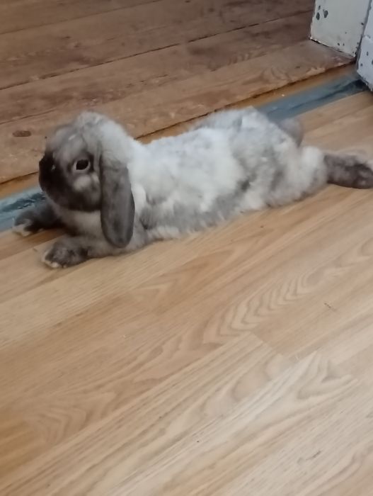 Królik mini  lop