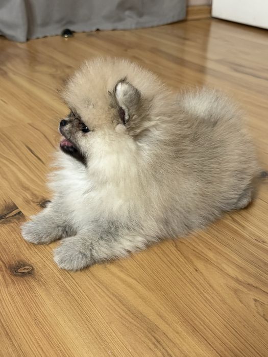 MILO cudny szpic miniaturowy pomeranian