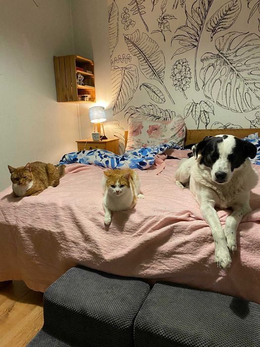 Toniek- wesoły, radosny psiak szuka domu. Do adopcji
