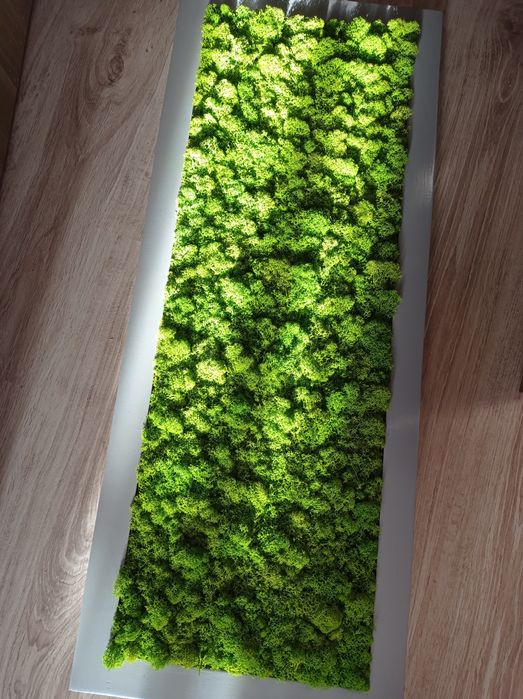 Obraz z mchu chrobotka 100x40cm Dobra cena:)