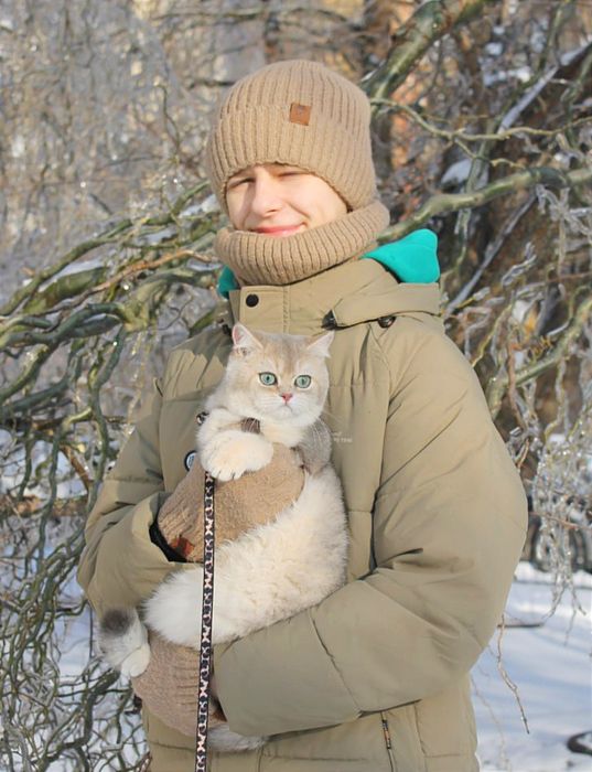Красуня британської породи чекає своїх батьків
