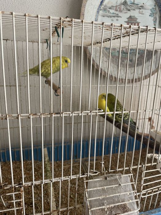 Periquitos australianos + gaiolas