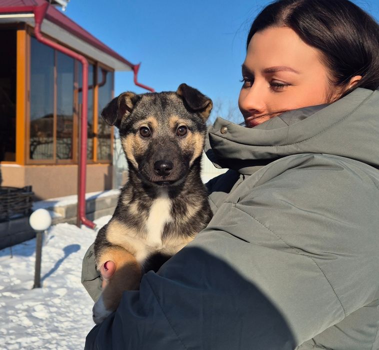 Розумні собаки шукають домівки! Терміново!