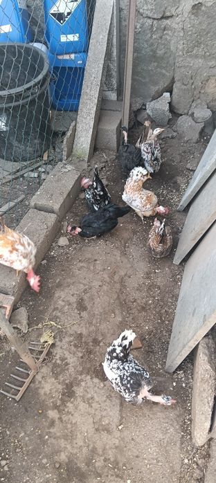 Garnizas carecas minis para venda