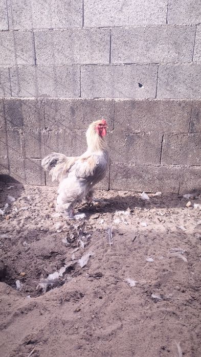 Galo Brahma Isabella