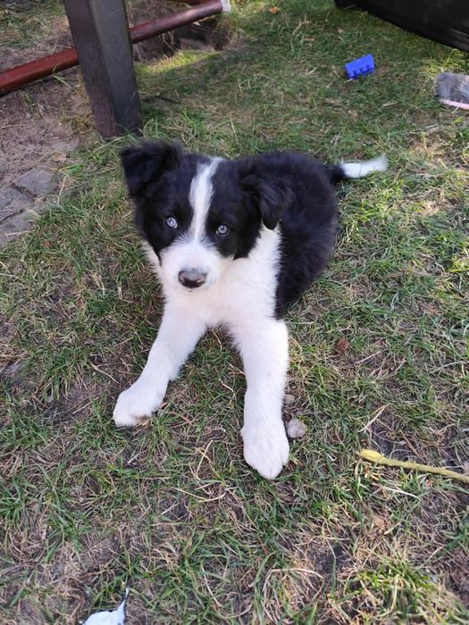 Border Collie Gotowe do Odbioru.