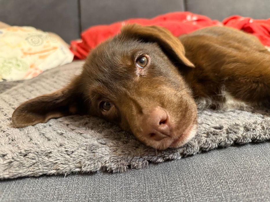 Snoop - szczeniak do adopcji