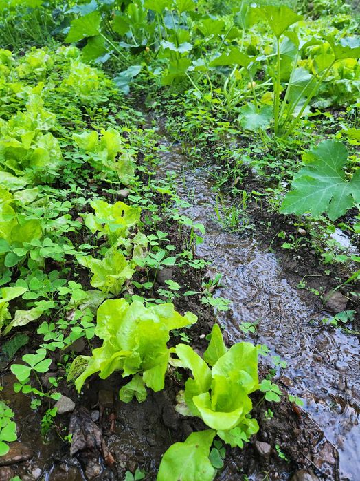 Quinta com vista para a Cova da Beira