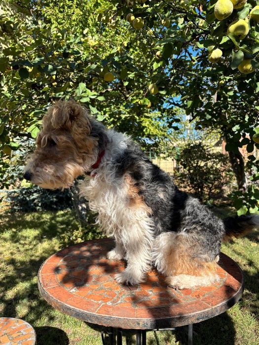 Щенки жесткошерстного фокстерьера КСУ/FCI