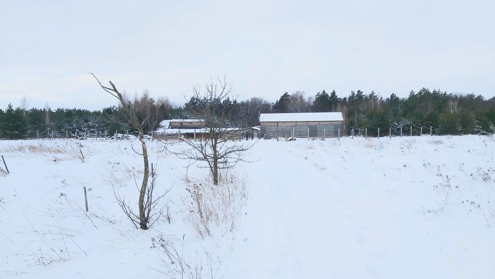 Продам  свиноферму у ліса +10 Га землі,  20 км від Чернігова.