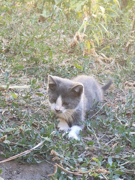 5 gatinhos para adoção