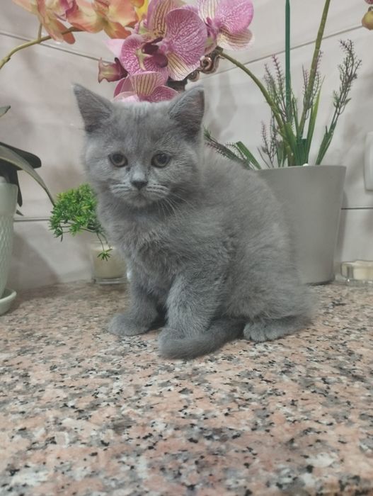 Gatinho  Scottish Straight